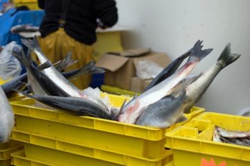 Фото анализ рынка рыбной муки