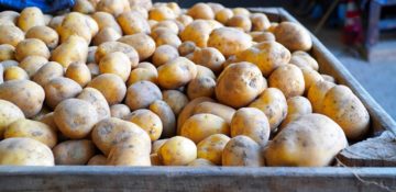Фото анализ рынка картофеля