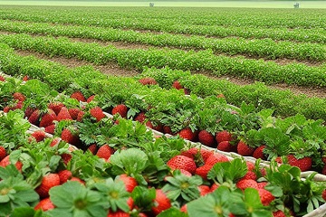 Фото рынок ягод закрытого грунта