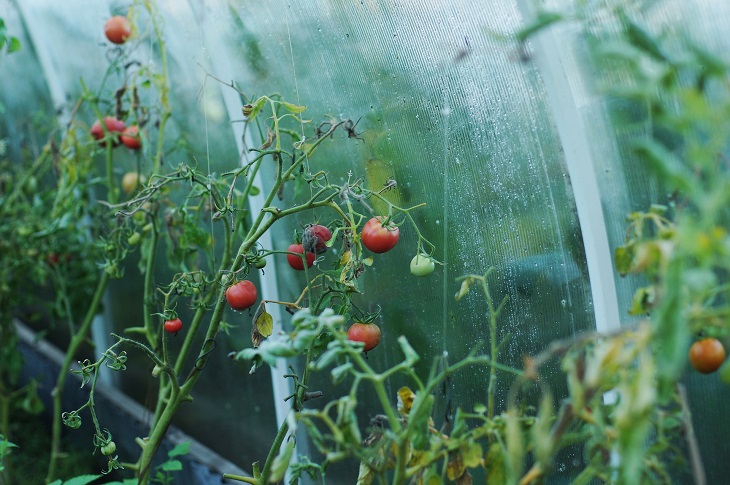 Фото анализ рынка тепличных овощей и ягод закрытого грунта