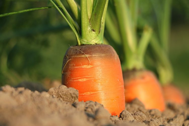 Фото анализ рынка моркови
