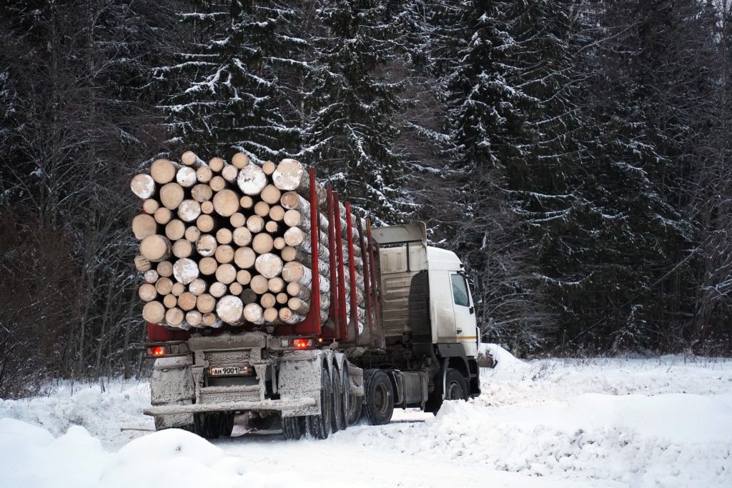 Фото рынок российской лесной промышленности