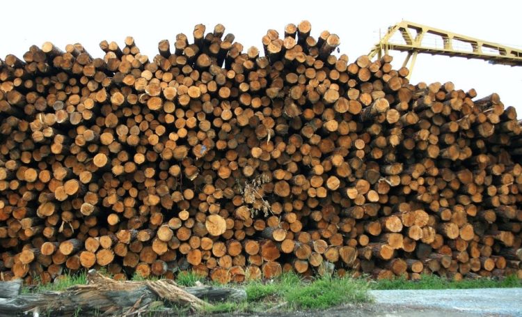 Фото анализ рынка лесной промышленности