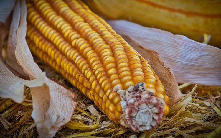 Фото анализ рынка кукурузной крупы и попкорна