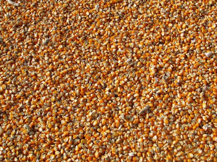 Фото рынок кукурузной крупы