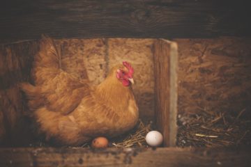 Фото анализ рынка инкубационного яйца