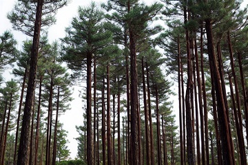 Фото исследование рынка леса