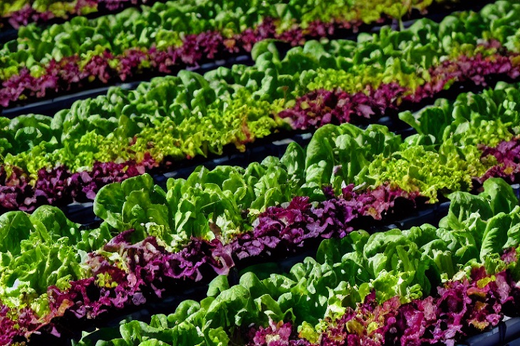 Фото рынок зеленого салата. Анализ рынка салата латука